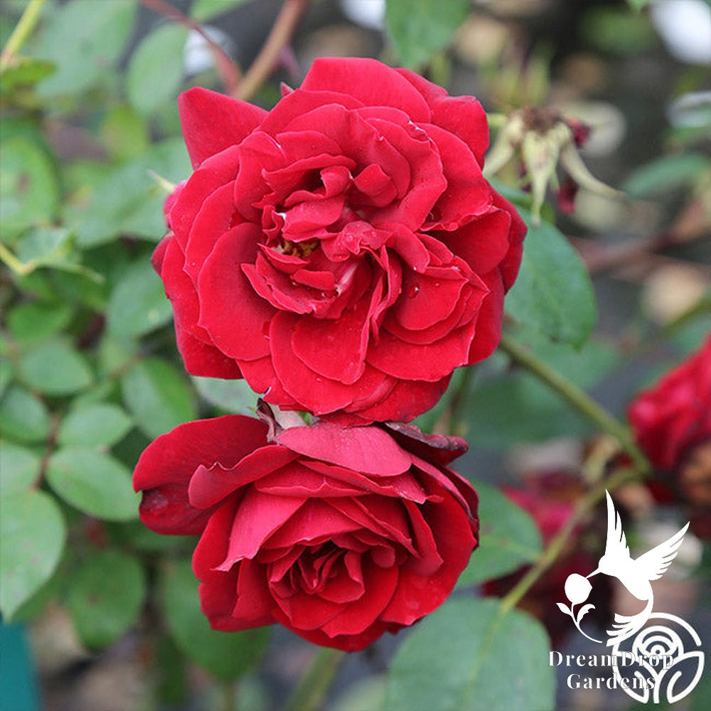 Rose - Blaze — DreamDrop Gardens photo 4