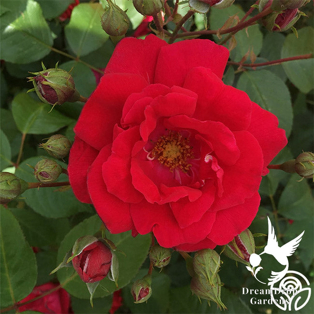 Rose - Blaze — DreamDrop Gardens photo 5