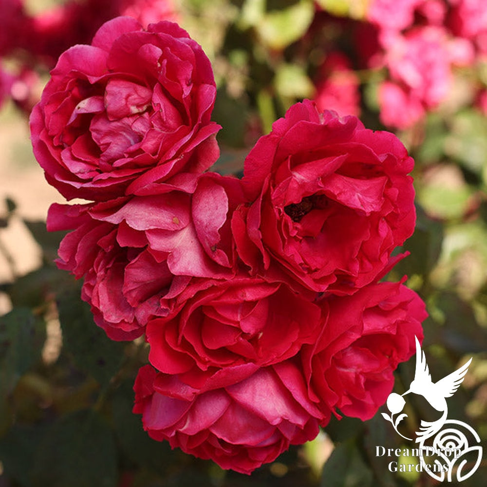 Rose - Blaze — DreamDrop Gardens photo 6