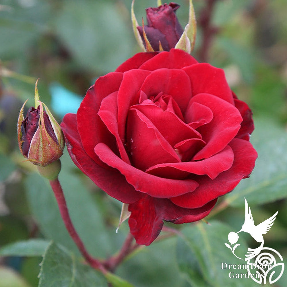 Rose - Blaze — DreamDrop Gardens photo 7