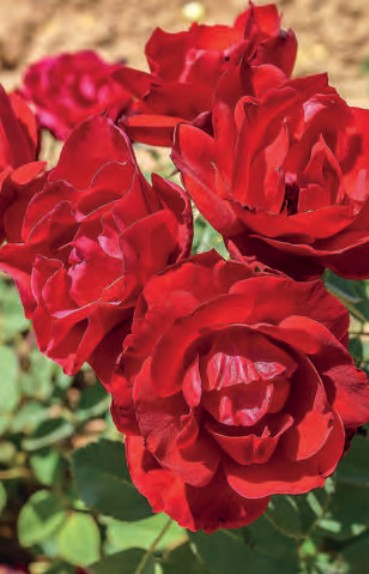 Rose - Blaze