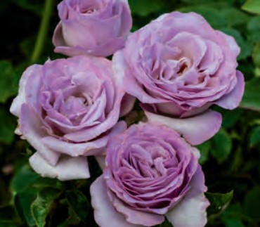 Rose - Blue Girl