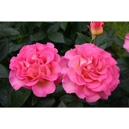 Rose - Julie Andrews