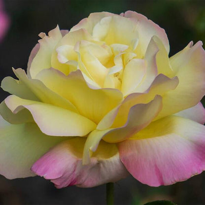 Rose - Hybrid Tea- Garden Party