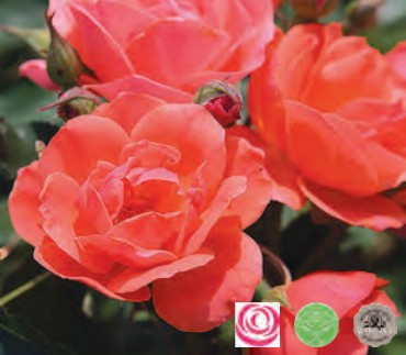 Rose - Carefree Celebration