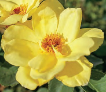Rose - Carefree Sunshine