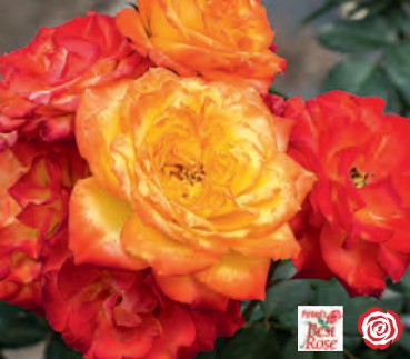 Rose - Charisma