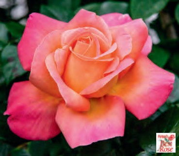 Rose - Chicago Peace