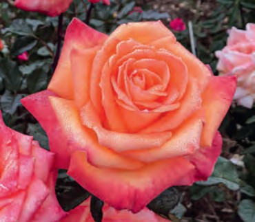 Rose - Chris Evert