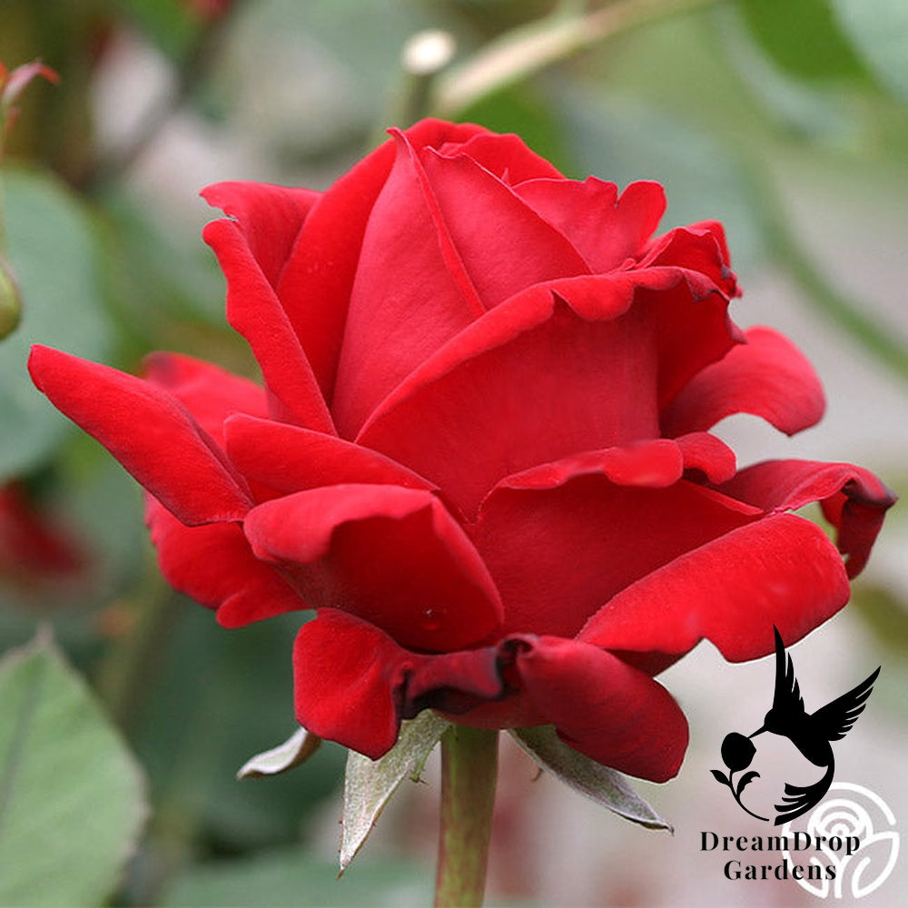Rose - Chrysler Imperial — DreamDrop Gardens photo 10