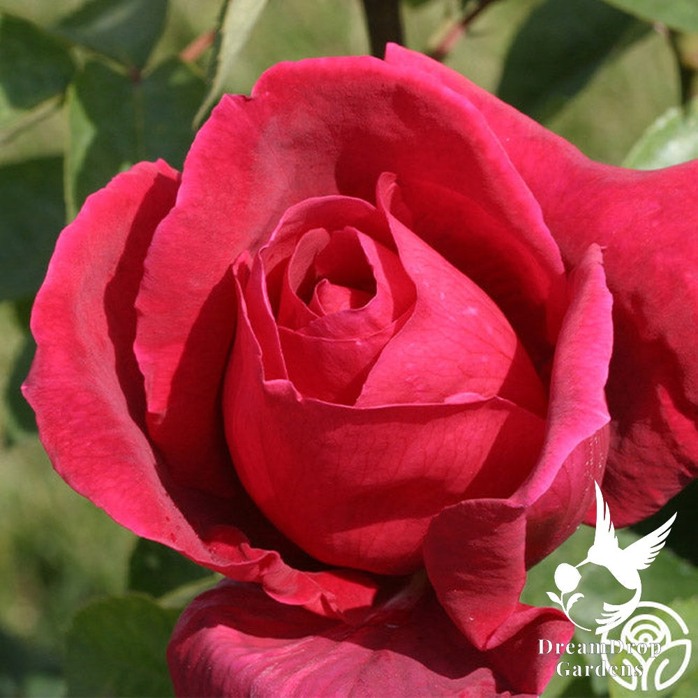 Rose - Chrysler Imperial — DreamDrop Gardens photo 11