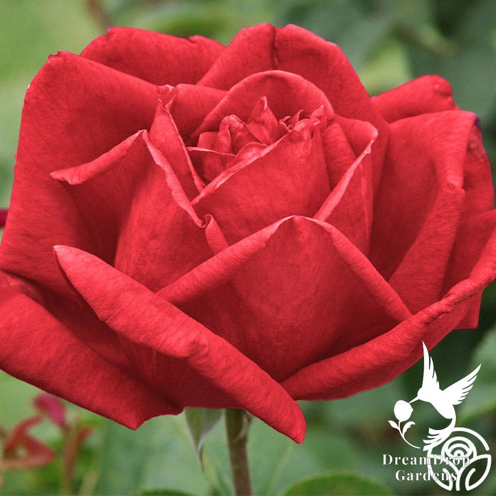 Rose - Chrysler Imperial — DreamDrop Gardens photo 12