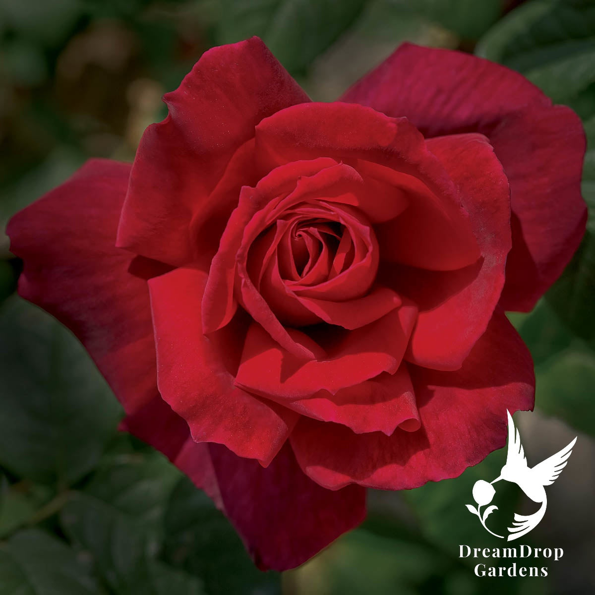 Rose - Chrysler Imperial — DreamDrop Gardens photo 2