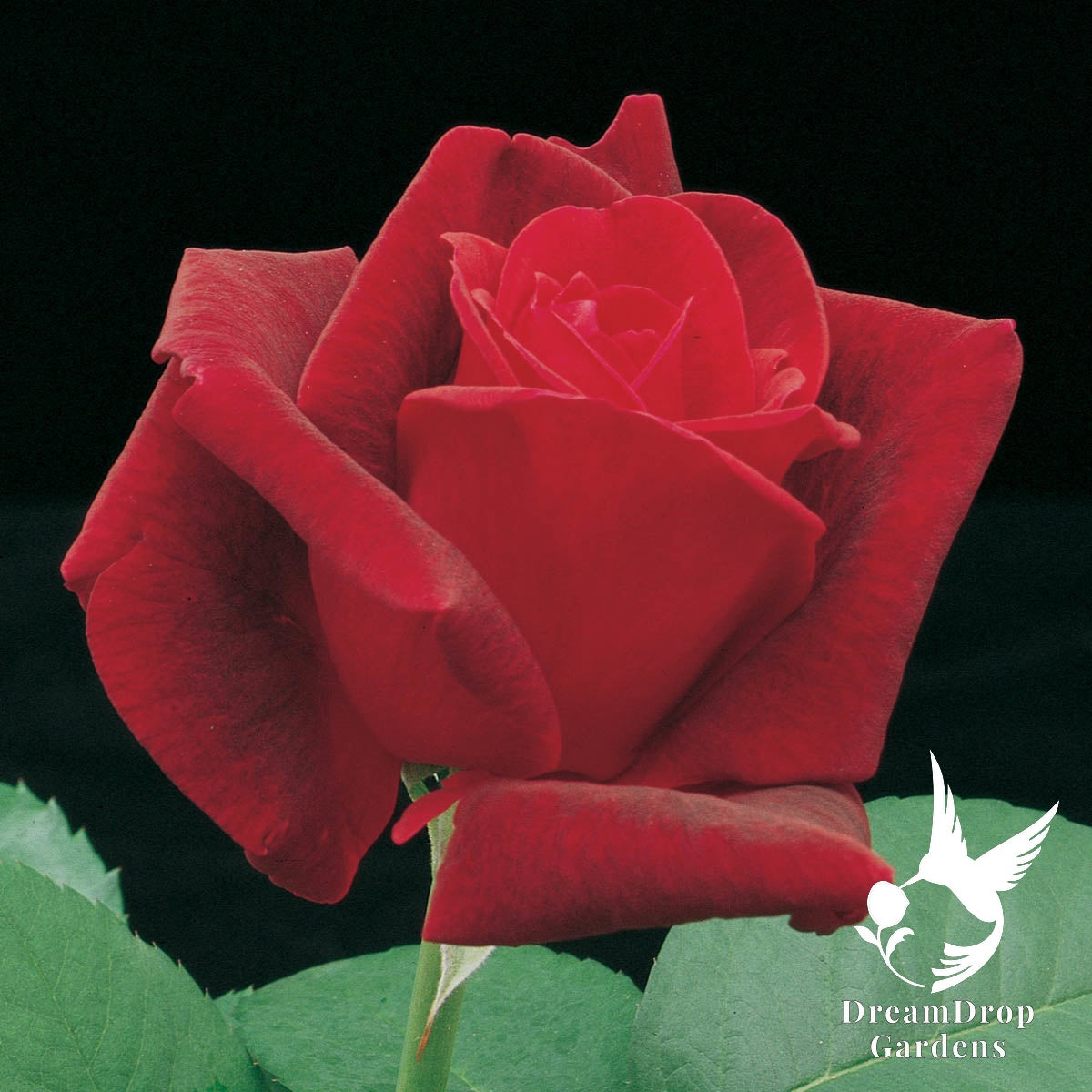 Rose - Chrysler Imperial — DreamDrop Gardens photo 3