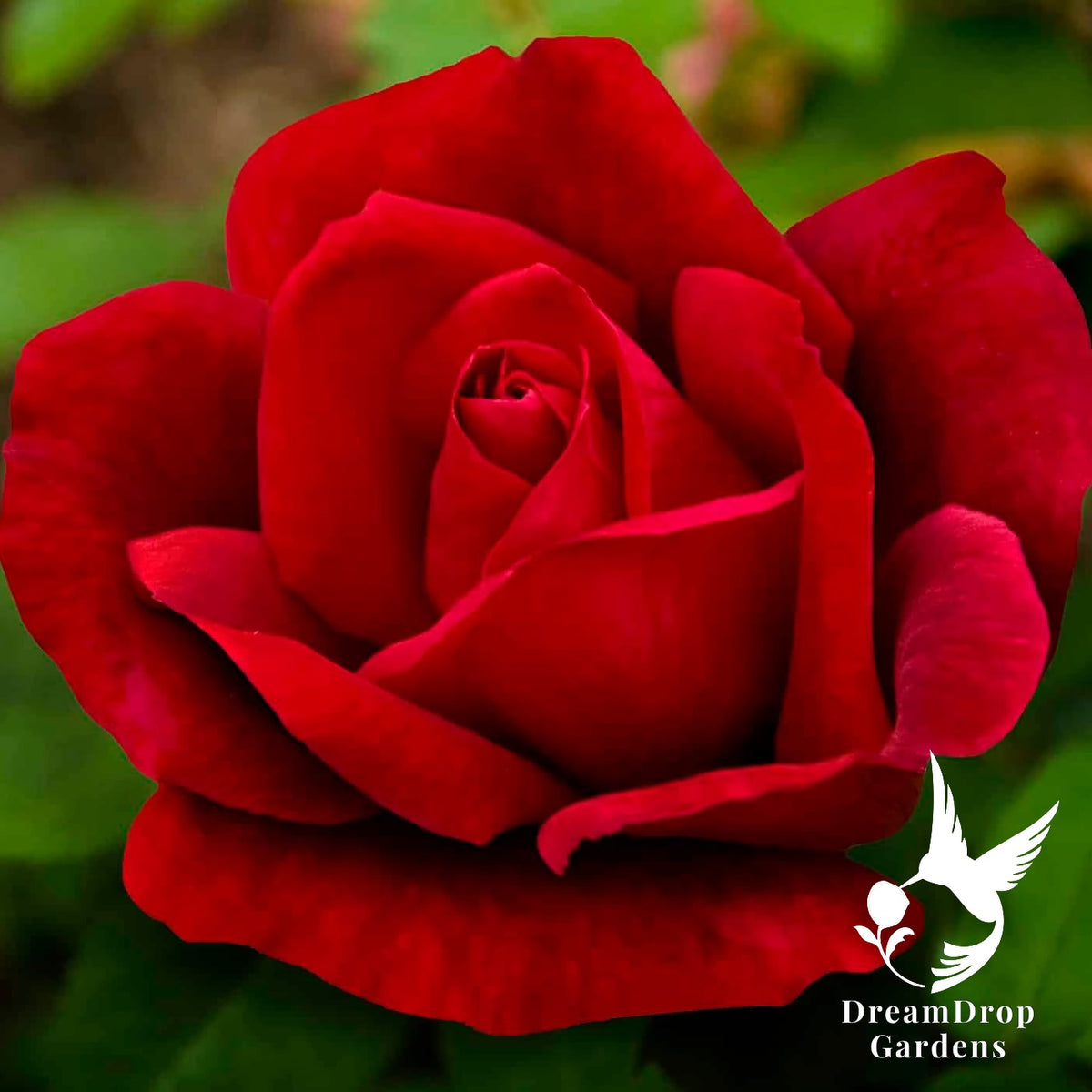 Rose - Chrysler Imperial — DreamDrop Gardens photo 5