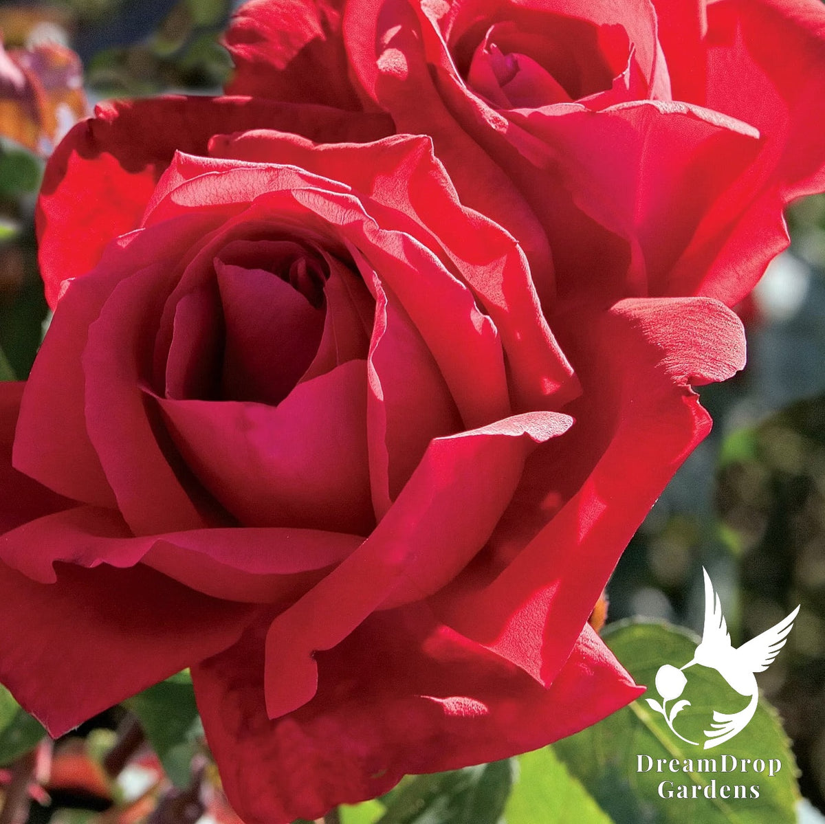 Rose - Chrysler Imperial — DreamDrop Gardens photo 6