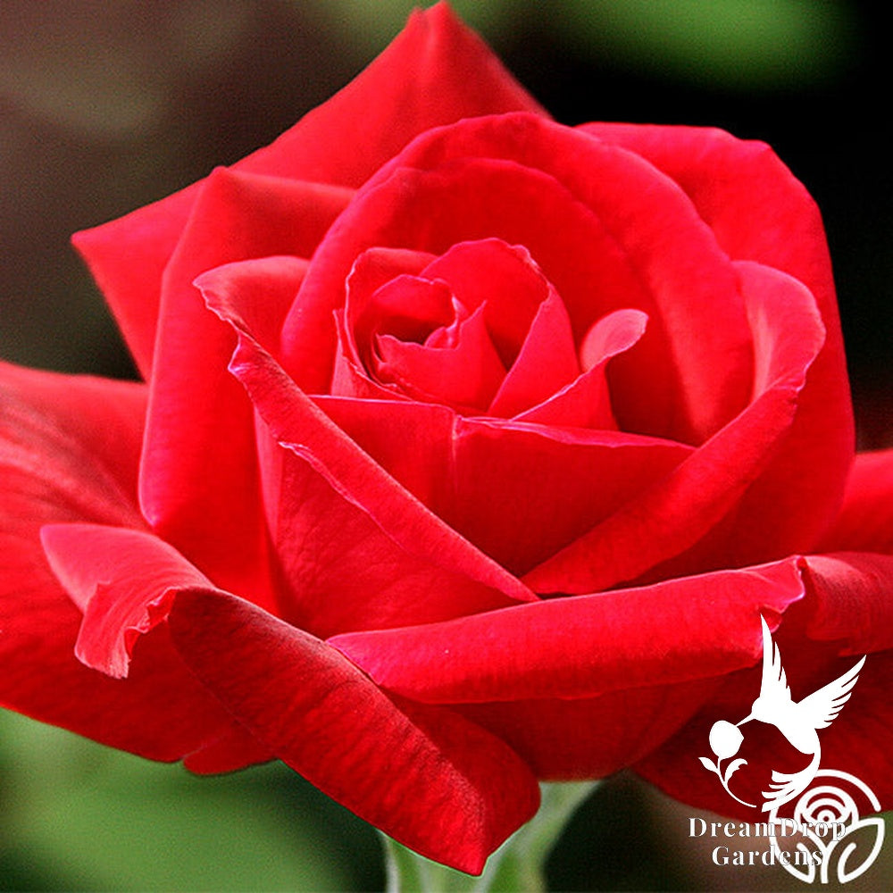 Rose - Chrysler Imperial — DreamDrop Gardens photo 7