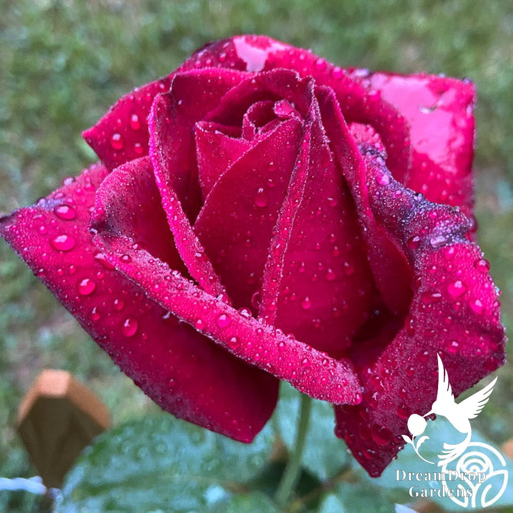 Rose - Chrysler Imperial — DreamDrop Gardens photo 8