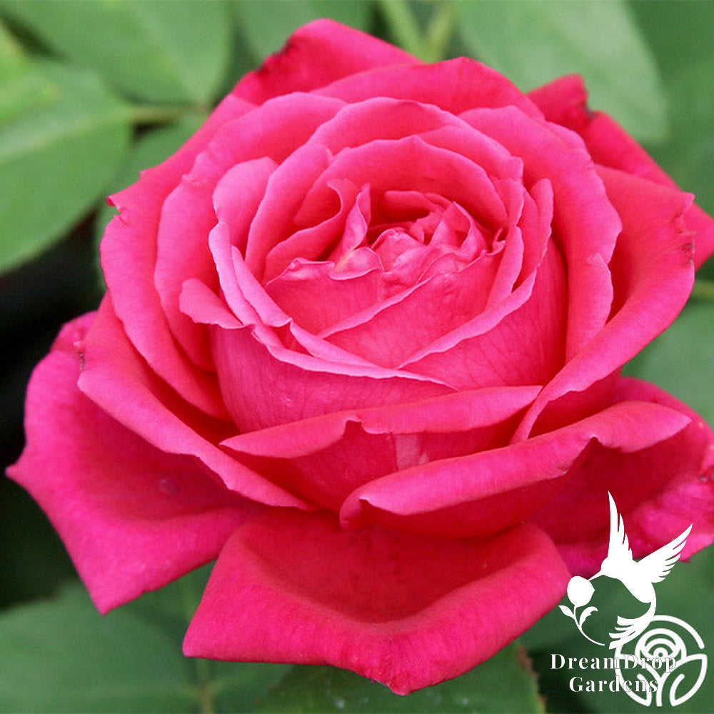 Rose - Chrysler Imperial — DreamDrop Gardens photo 9