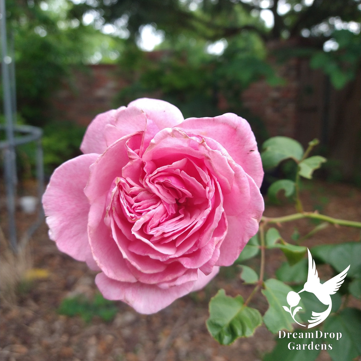 Fully open pink Kiss Me Kate rose with ruffled, quartered petals, against a blurred garden background