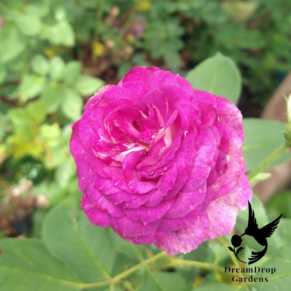 Fully open magenta Climbing Lavender Crush rose bloom with a bud beside a wooden fence