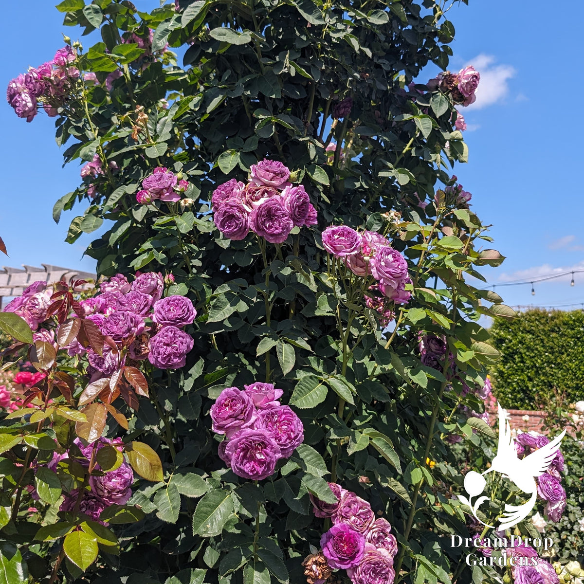 Lush climbing rose covered in purple flower clusters in a sunny garden