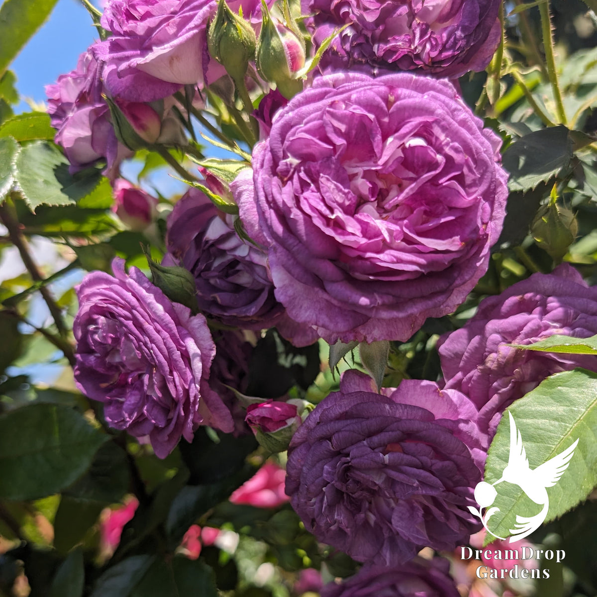 Close view of fully double violet-purple rose flowers and buds in sun