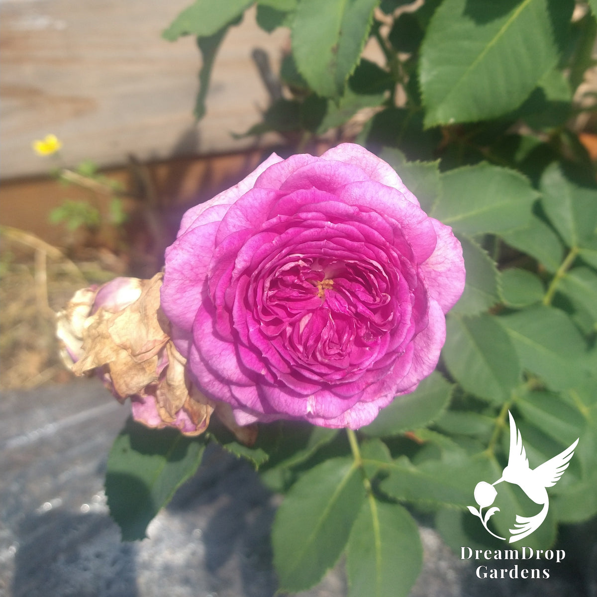 Full magenta-pink Climbing Lavender Crush rose bloom in sunlight with green leaves