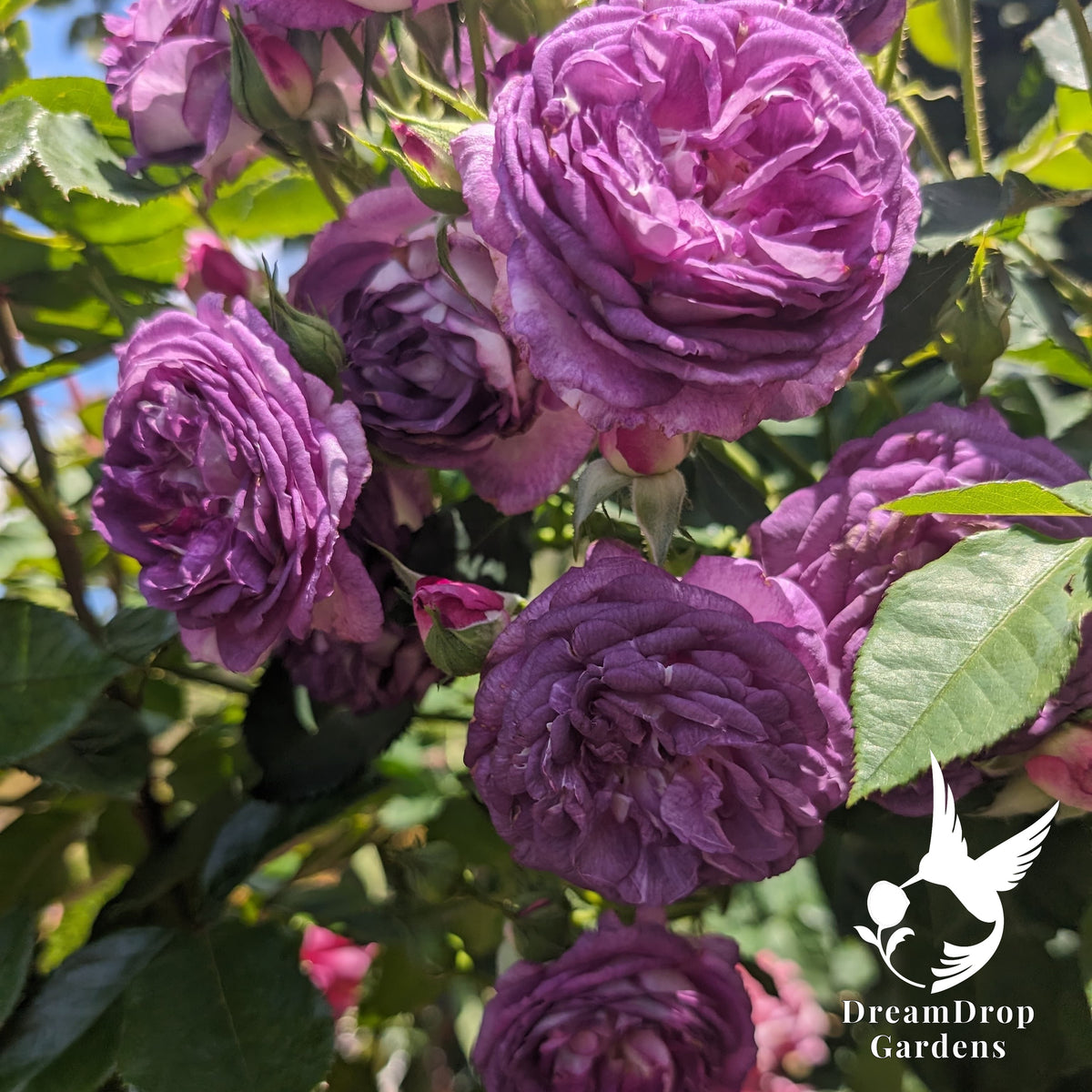 Clusters of ruffled lavender-purple climbing rose blooms against green leaves
