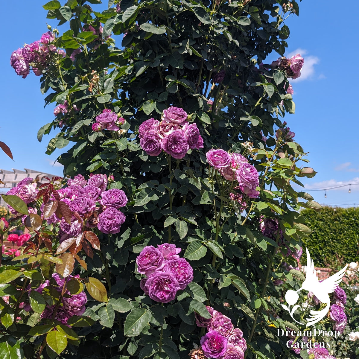 Tall climbing rose with clusters of lilac-purple blooms against a blue sky