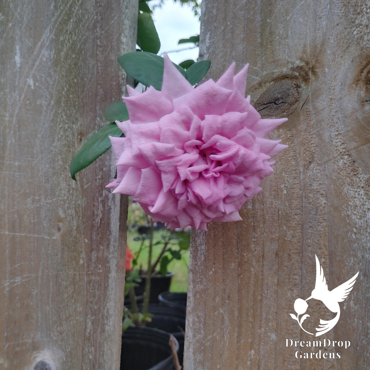 Ruffled lilac-pink Quicksilver rose bloom pushing through a gap in a weathered wooden fence