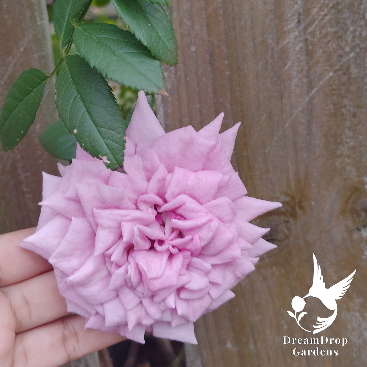 Close-up of a fully double lavender-pink Quicksilver rose held in hand, with serrated green leaves above