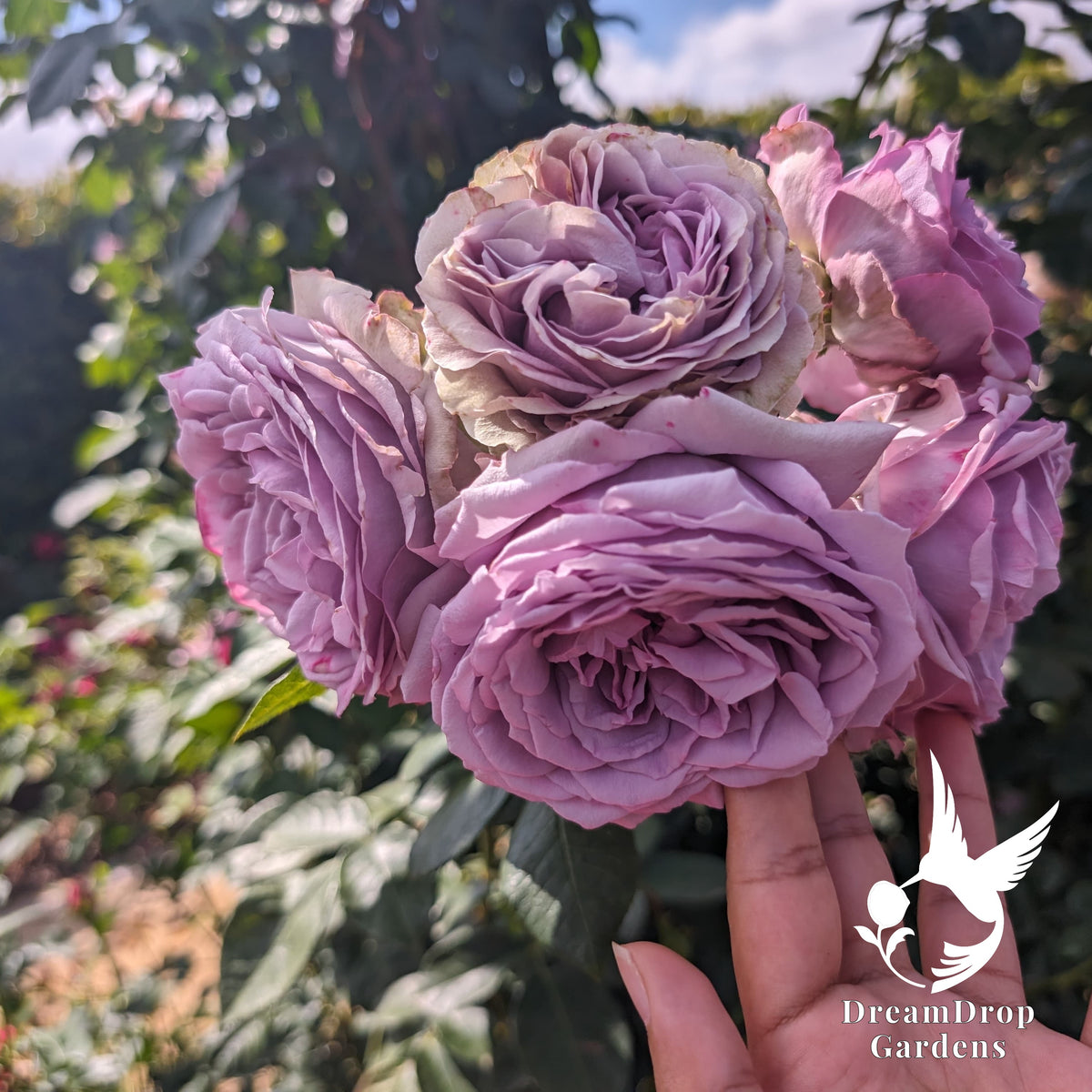 Large quartered lilac-mauve rose blooms supported by a hand to show their size