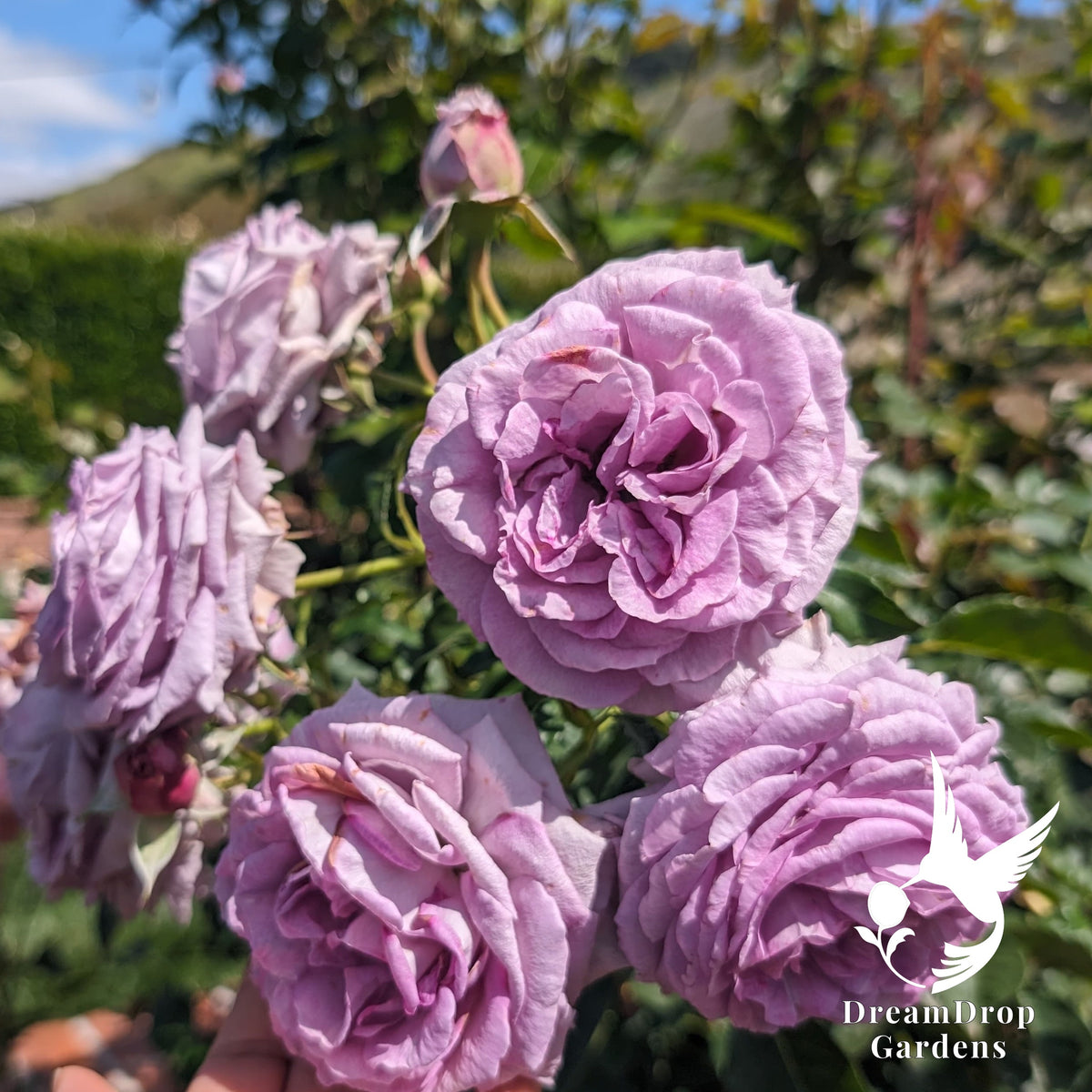 Cluster of ruffled silvery lavender roses held up in a sunny garden
