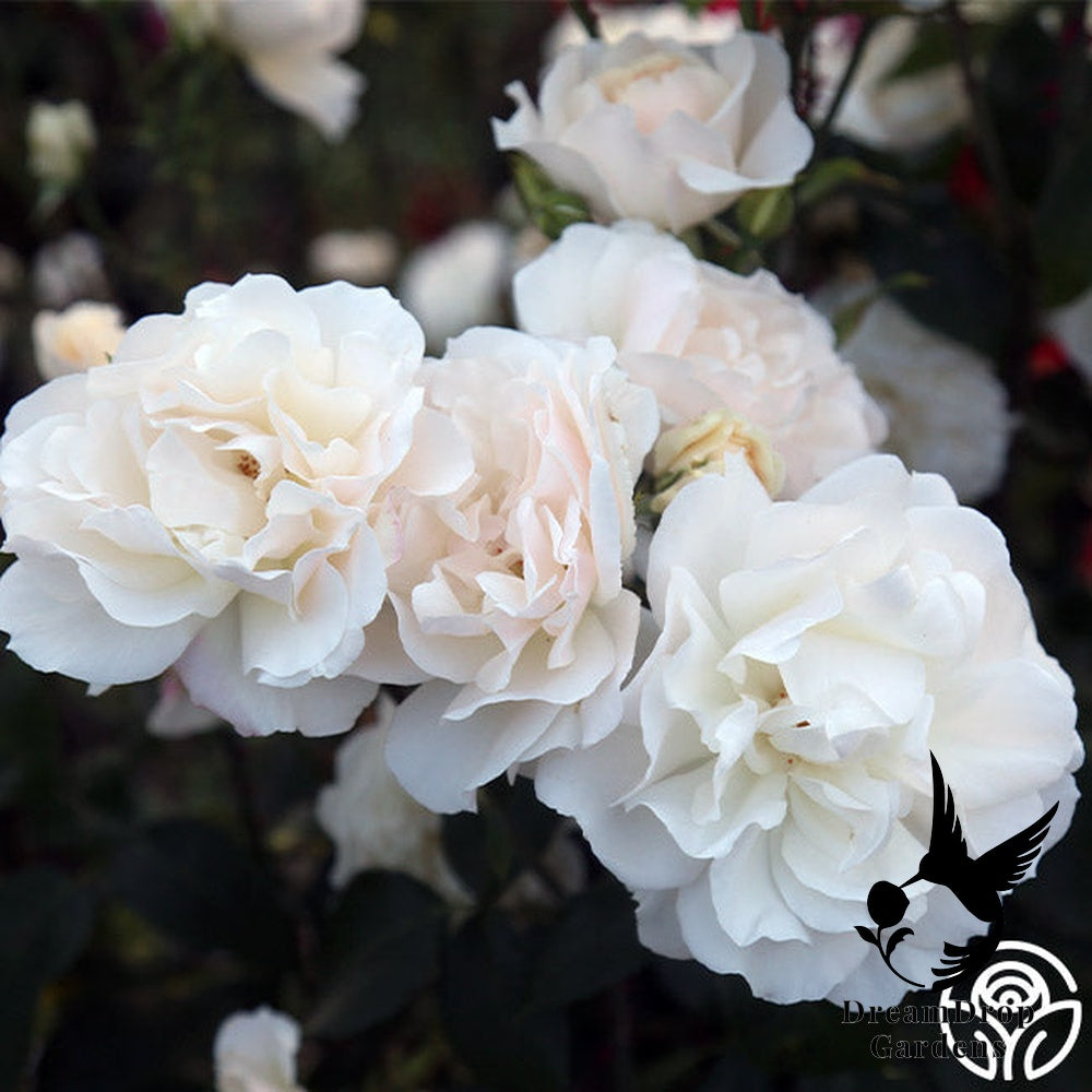 Rose - Cloud 10 — DreamDrop Gardens photo 10