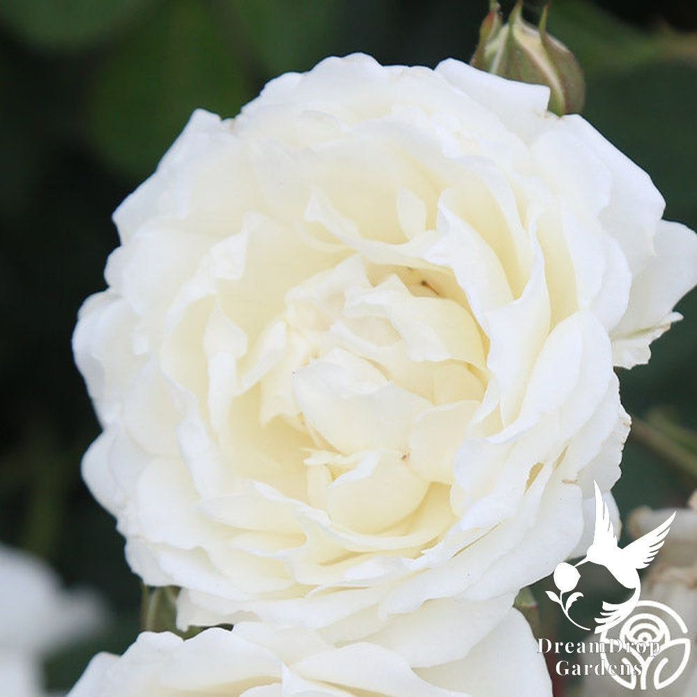 Rose - Cloud 10 — DreamDrop Gardens photo 11