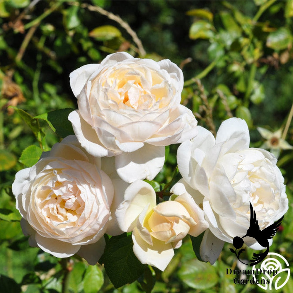 Rose - Cloud 10 — DreamDrop Gardens photo 12