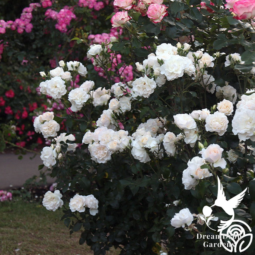 Rose - Cloud 10 — DreamDrop Gardens photo 13
