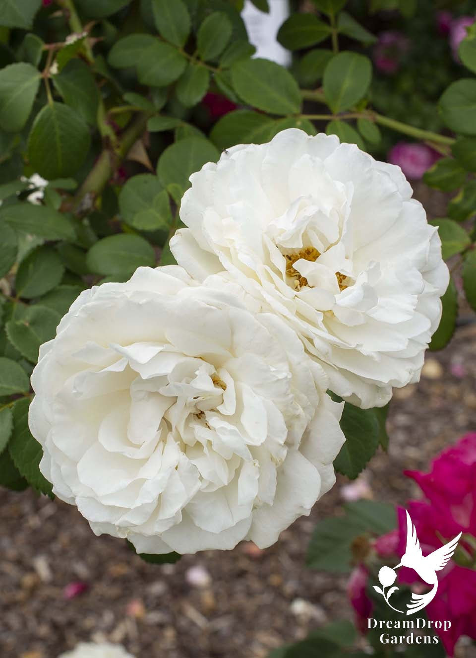 Rose - Cloud 10 — DreamDrop Gardens photo 14