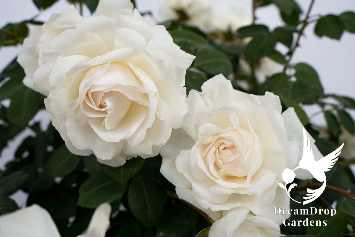 Rose - Cloud 10 — DreamDrop Gardens photo 15