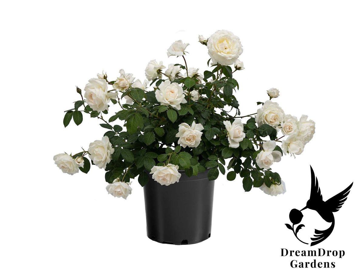 Rose - Cloud 10 — DreamDrop Gardens photo 16
