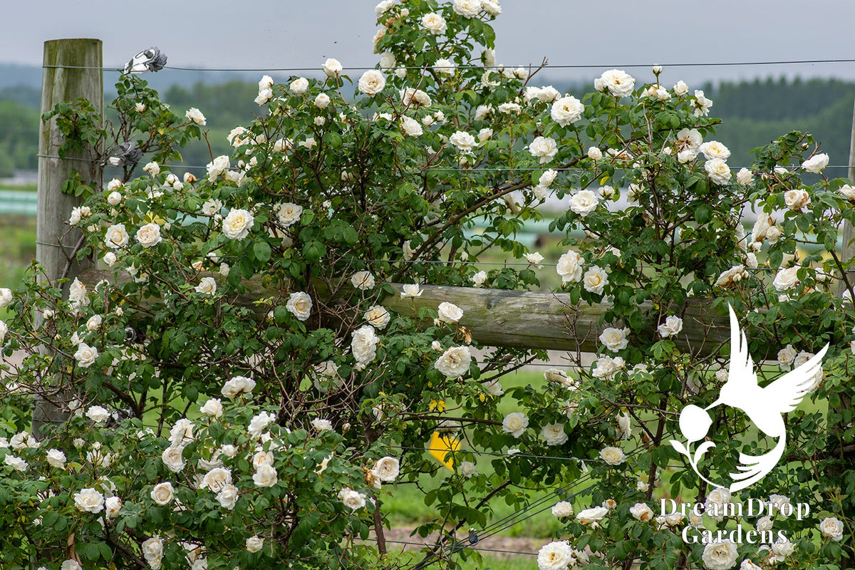 Rose - Cloud 10 — DreamDrop Gardens photo 17