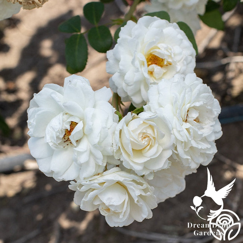 Rose - Cloud 10 — DreamDrop Gardens photo 1