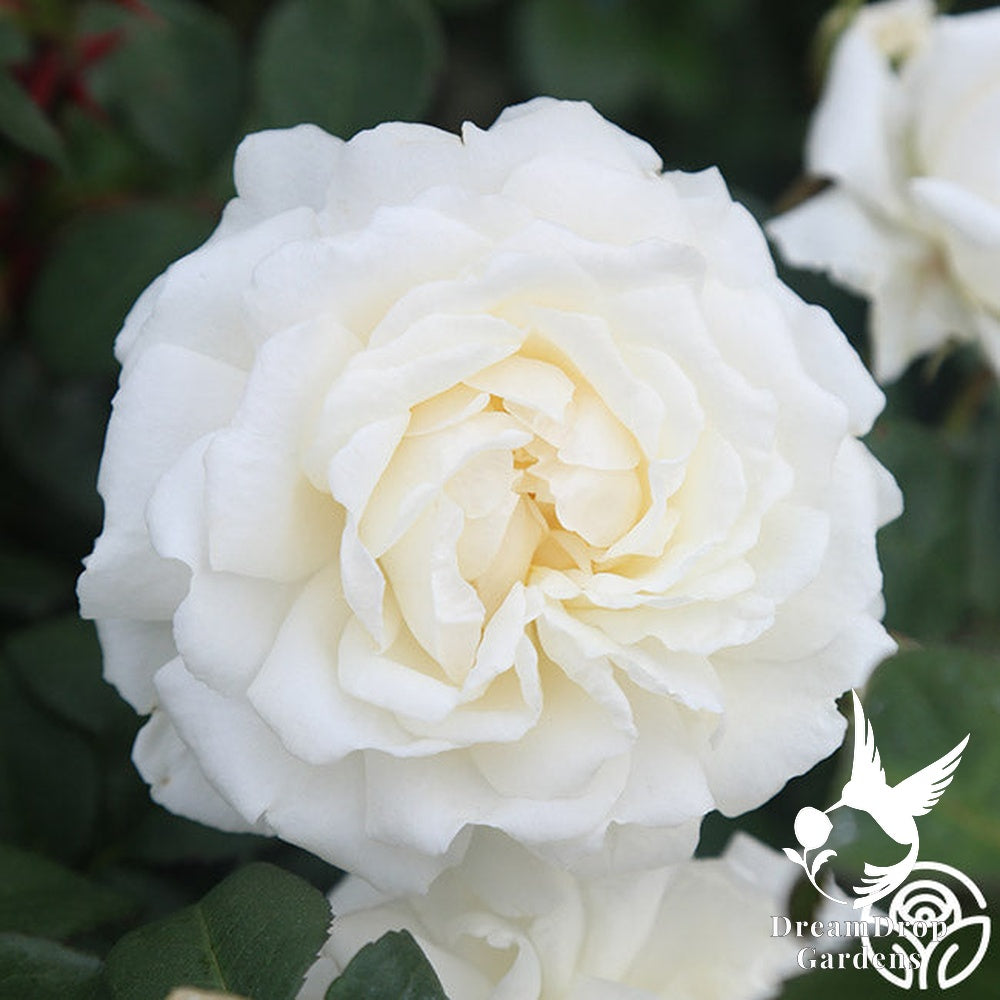 Rose - Cloud 10 — DreamDrop Gardens photo 2