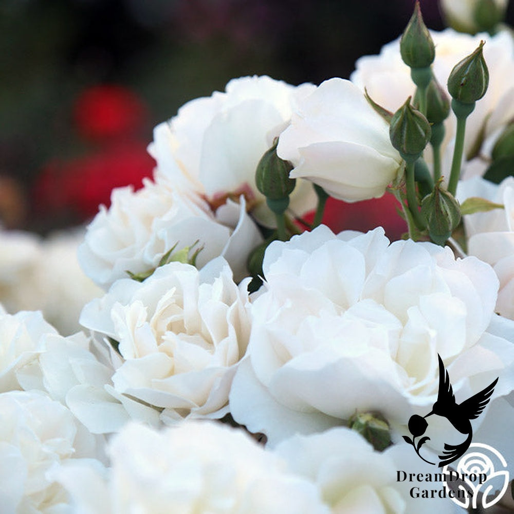 Rose - Cloud 10 — DreamDrop Gardens photo 3