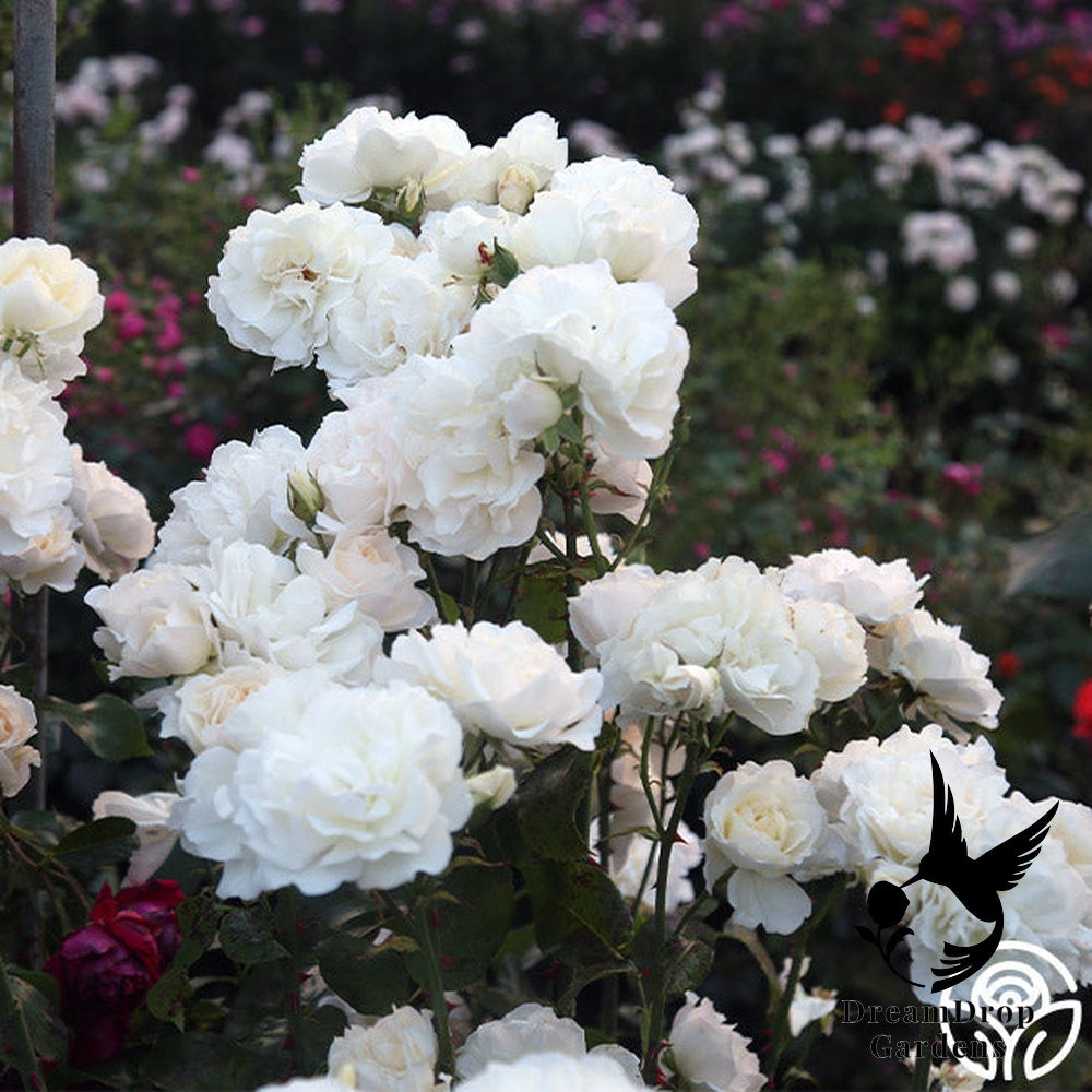 Rose - Cloud 10 — DreamDrop Gardens photo 4