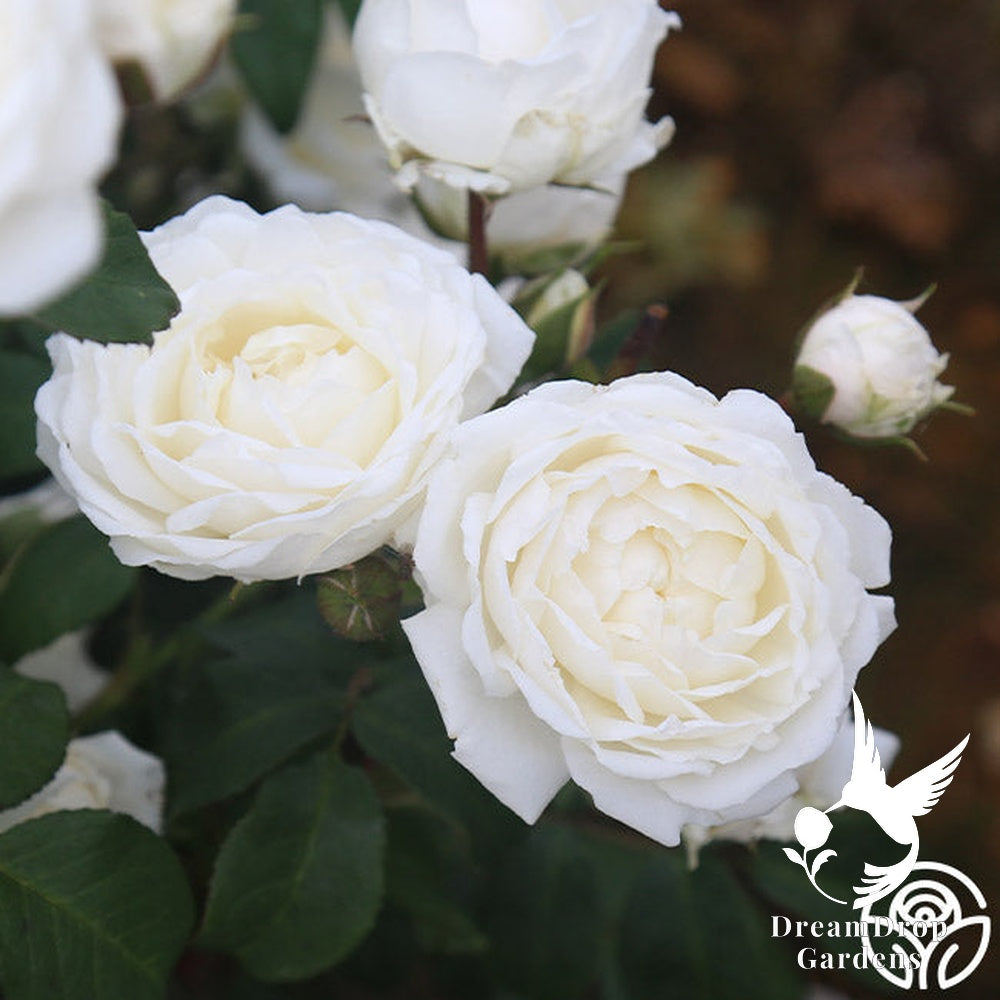 Rose - Cloud 10 — DreamDrop Gardens photo 5