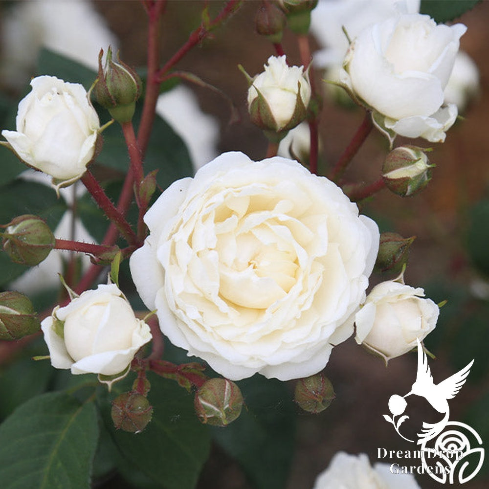Rose - Cloud 10 — DreamDrop Gardens photo 6