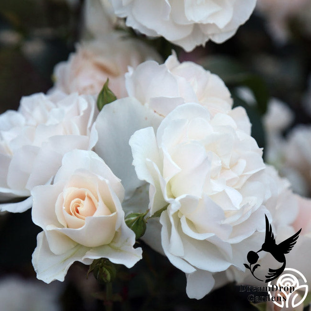 Rose - Cloud 10 — DreamDrop Gardens photo 7