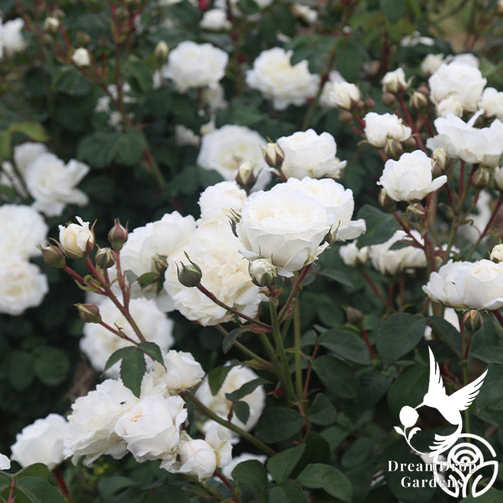 Rose - Cloud 10 — DreamDrop Gardens photo 8